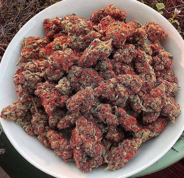 Red Dragon Kush 600x578 1 buy marijuana