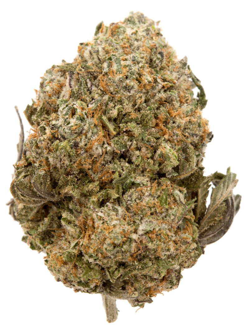 sugar cookies strain